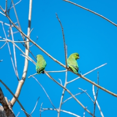 Forpus cyanopygius insularis