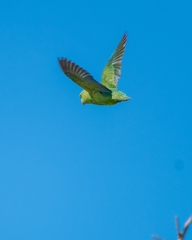 Forpus cyanopygius insularis