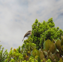 Ochthoeca rufipectoralis