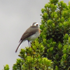 Ochthoeca rufipectoralis