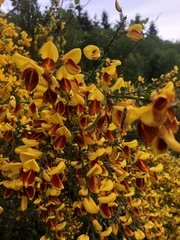 Cytisus scoparius andreanus