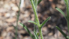 Cryptantha muricata jonesii
