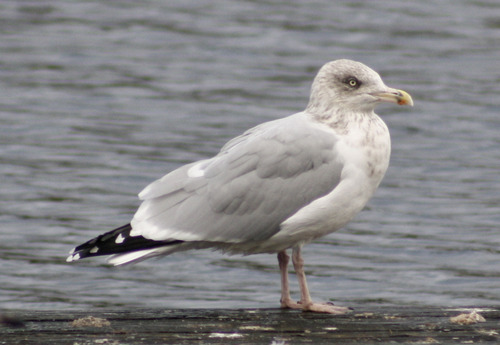 Larus argentatus