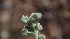 Cryptantha muricata jonesii