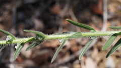 Cryptantha muricata jonesii