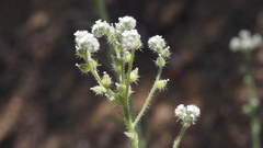 Cryptantha muricata jonesii