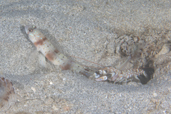 Amblyeleotris arcupinna