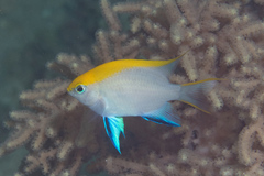 Neoglyphidodon melas