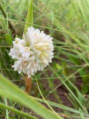 Eulophia leontoglossa