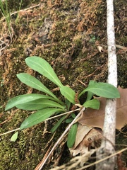 Silene virginica