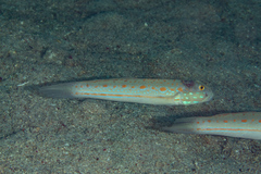 Valenciennea puellaris