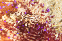 Zebrida adamsii