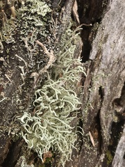 Cladonia ramulosa