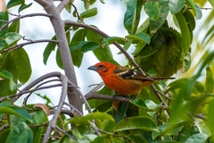Piranga bidentata flammea