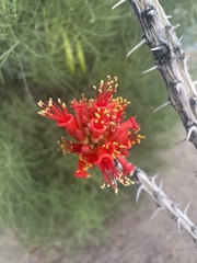 Fouquieria splendens