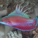 Wrasses and Parrotfishes - Photo (c) Mark Rosenstein, some rights reserved (CC BY-NC-SA), uploaded by Mark Rosenstein