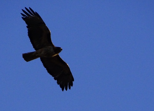 Bird in flight from below: reference photo 4 by Jesse Rorabaugh