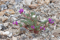 Astragalus lentiginosus diphysus