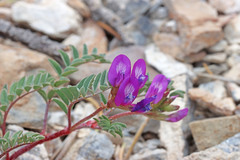 Astragalus lentiginosus diphysus