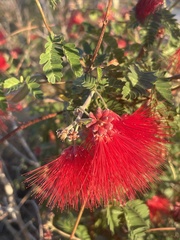 Calliandra californica