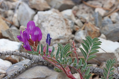 Astragalus lentiginosus diphysus