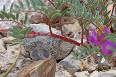 Astragalus lentiginosus diphysus