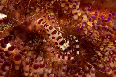 Periclimenes colemani