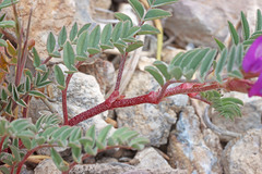 Astragalus lentiginosus diphysus
