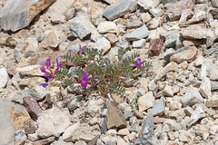Astragalus lentiginosus diphysus