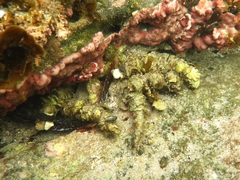Diopatra dentata