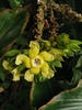 Prestonia robusta - Photo (c) jose_balderrama, some rights reserved (CC BY-NC), uploaded by jose_balderrama
