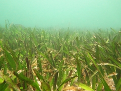 Posidonia australis