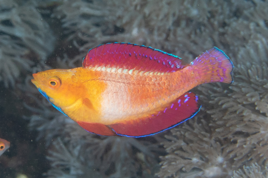 Redfin fairy wrasse (Cirrhilabrus rubripinnis) — Labridae