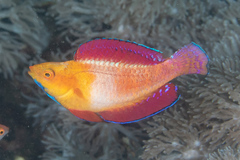 Cirrhilabrus rubripinnis