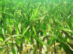 Posidonia australis