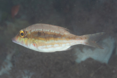 Lethrinus variegatus