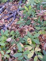 Acaena ovalifolia