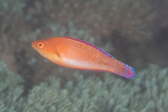 Cirrhilabrus rubripinnis