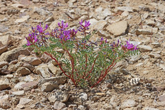 Astragalus lentiginosus diphysus