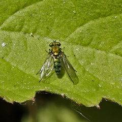 Condylostylus longicornis