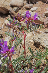 Astragalus lentiginosus diphysus
