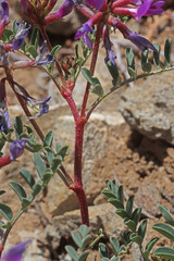 Astragalus lentiginosus diphysus