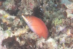 Pseudocheilinus evanidus