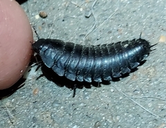 Necrophila americana