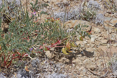 Astragalus lentiginosus diphysus