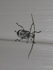 Leptostylus transversus