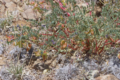 Astragalus lentiginosus diphysus
