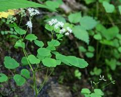 Thalictrum clavatum
