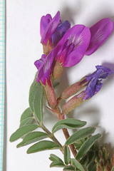 Astragalus lentiginosus diphysus