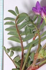 Astragalus lentiginosus diphysus